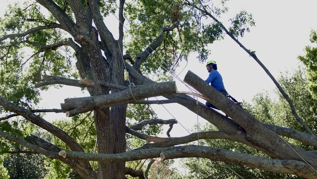 Professional Hazardous Tree Removal performed by certified arborists in Randolph